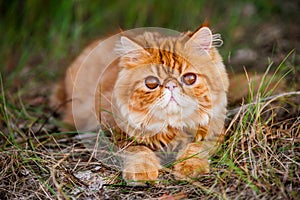 Red Persian cat is walking in forest grass