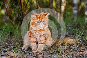 Red Persian cat is walking in forest grass