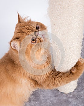 Red Persian Exotic Longhair cat sharpens its claws on the scratching post