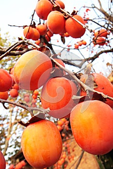 Red Persimmon in the tree