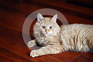 Mascota gato gatito acostada sobre el piso 