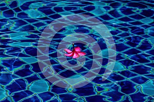 Red plumeria in pool