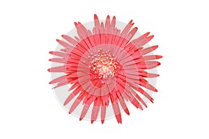 Red petal flower is serrated look v-shaped projection top view