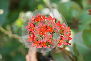 Red petal kalanchoe blossfeldiana flower in nature garden