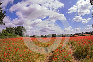 Red petal poppies in a field in the summertime
