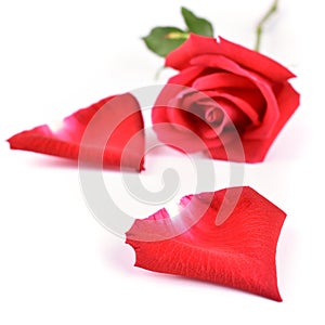 Red petal of rose flower isolated on white background