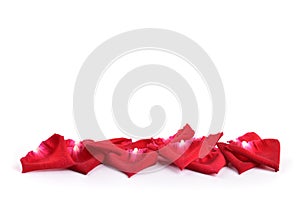 Red petal of rose flower isolated on white background