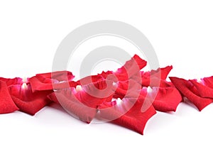 Red petal of rose flower isolated on white background