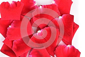 Red petal of rose flower on white background