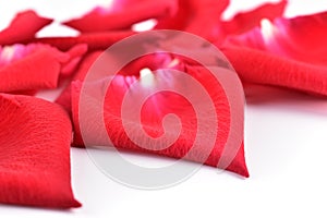 Red petal of rose flower on white background