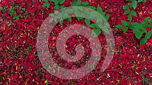 Red petals background photo