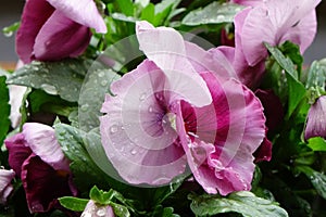 Red petals of a pansy wet with raindrops