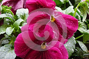 Red petals of a pansy wet with raindrops