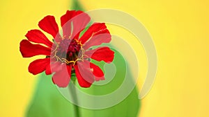 Red Petals and Pistil Yellow Stamen Flower Yellow Background