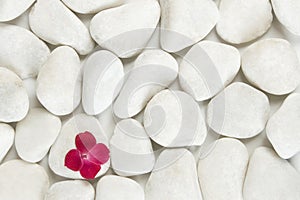 Red petals on white pebble background