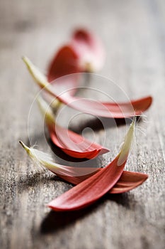 Red petals on wood