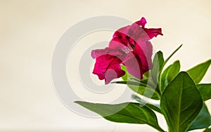 Red petunia flower