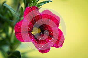 Red petunia flower of the nightshade family