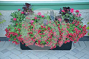 Red petunia flower planter