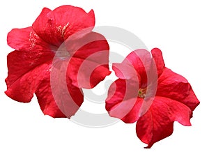 Red petunia flowers blooming on the flower garden.