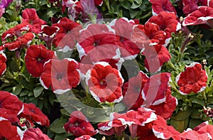 Red petunia flowers, close up view, selective focus