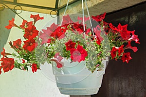 Red petunia flowers hanging in plastic pots on porch of house