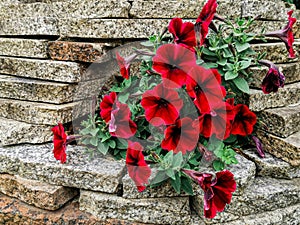 Red petunias grow in marble rectangular lined tiles