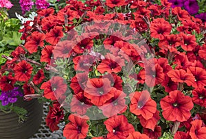 Red Petunias #2
