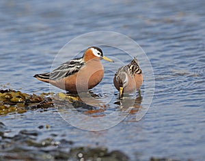 Red Phalarope (Grey Phalarope)