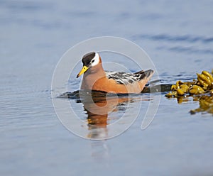 Red Phalarope (Grey Phalarope)