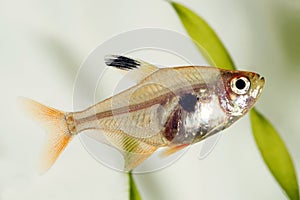 Red Phantom Tetra fish