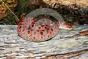 Red phase Female Southern Hognose snake heterodon simus in the Florida sand hills photo