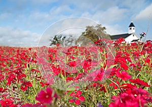 White Country Church in Field of Red Phlox