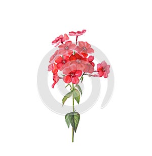 Red phloxes with buds and leaves isolated on a white background