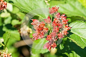 Red Physocarpus opulifolius, also known as common ninebark
