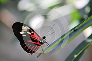 Red piano key butterfly