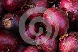 Red pickle onion or allium cepa