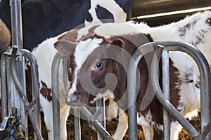 Red pied calf of a holstein friesian cow in a stable