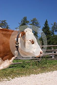 Red pied cow