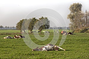 Red pied cow takes a  power nap, showing her udders, lies stretched out in the pasture