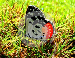 Red Pierrot Butterfly