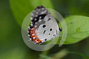 Red pierrot butterfly close-up - Talicada nyseus on a blade of grass. driking dew drops.