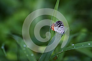 Red pierrot butterfly - Talicada nyseus on a blade of grass. driking dew drops.