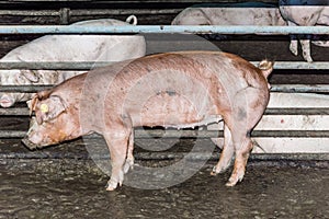 Red Pig on a Pig Farm in the Pigsty