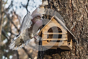 A red pigeon with rainbow neck and bright eyes flaps its wings on a yellow bird and squirrel feeder house from plywood