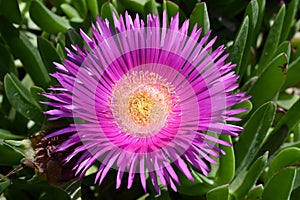 Red pigface Carpobrotus edulis