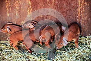 Red pigs of Duroc breed. Newly born. Cute piglets. Rural swine farm