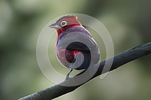 Red Pileated Finch bird