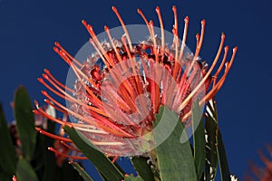 Red pincushion