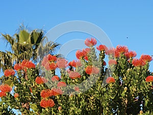 Red Pincushions against a blue sky